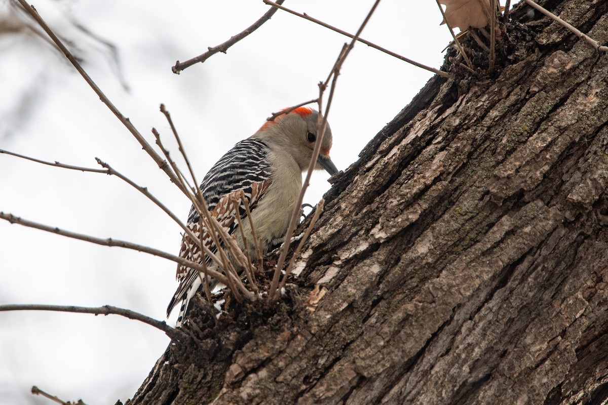 Red-bellied Woodpecker - ML646059549