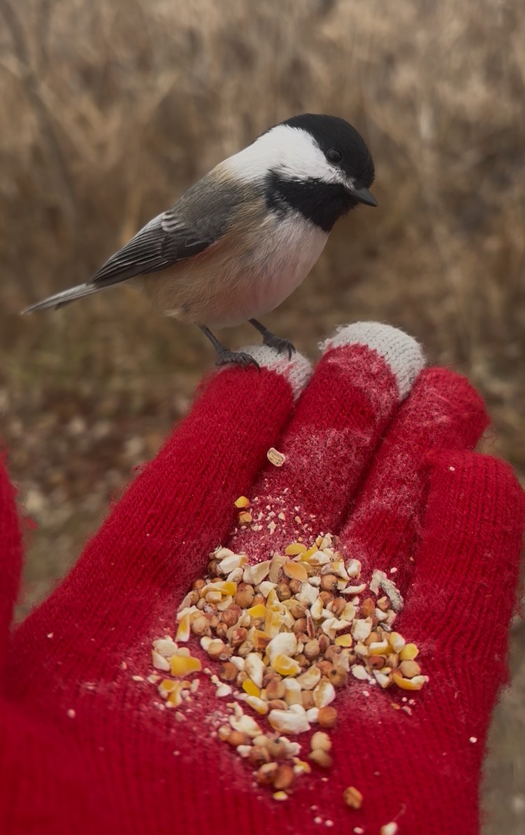 Гаїчка світлокрила - ML646059550