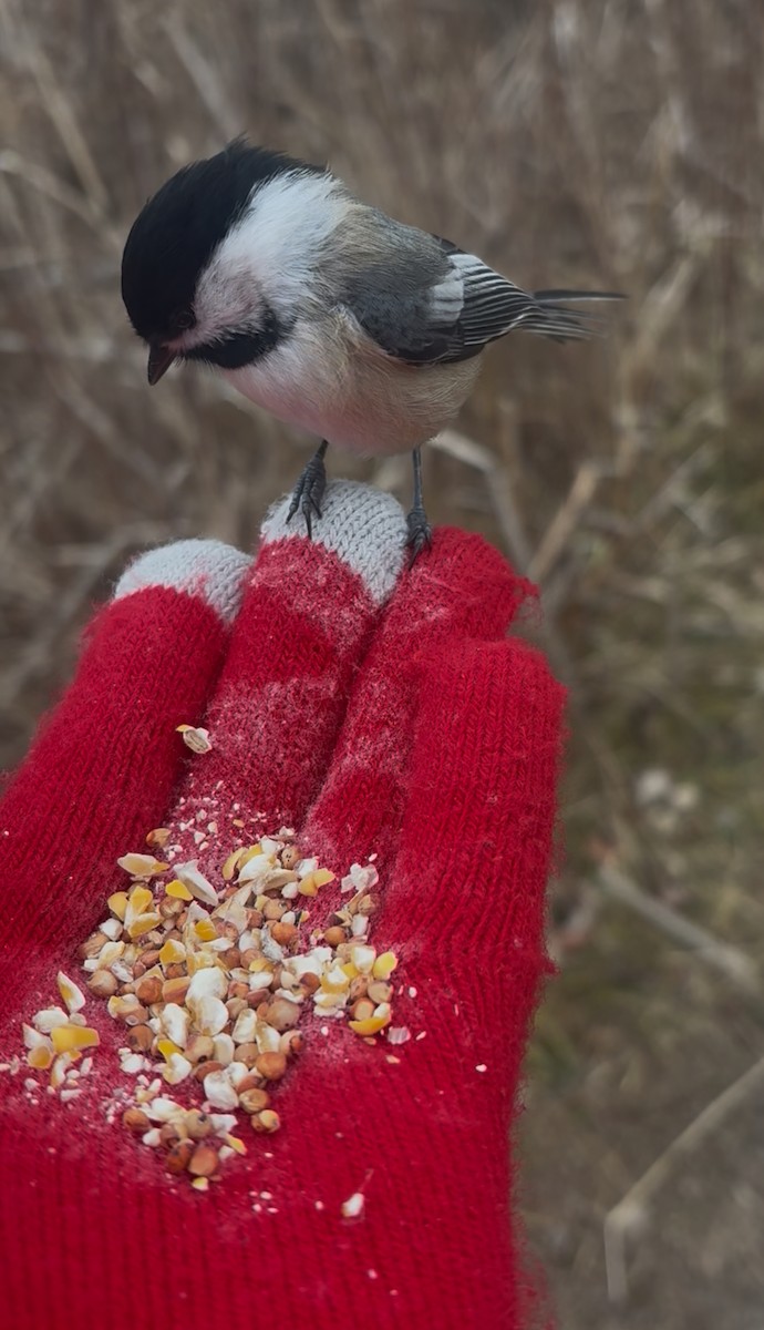 Гаїчка світлокрила - ML646059552