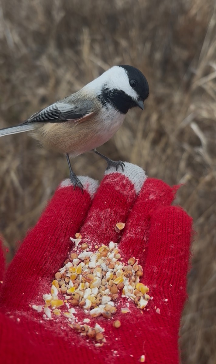 Гаїчка світлокрила - ML646059555
