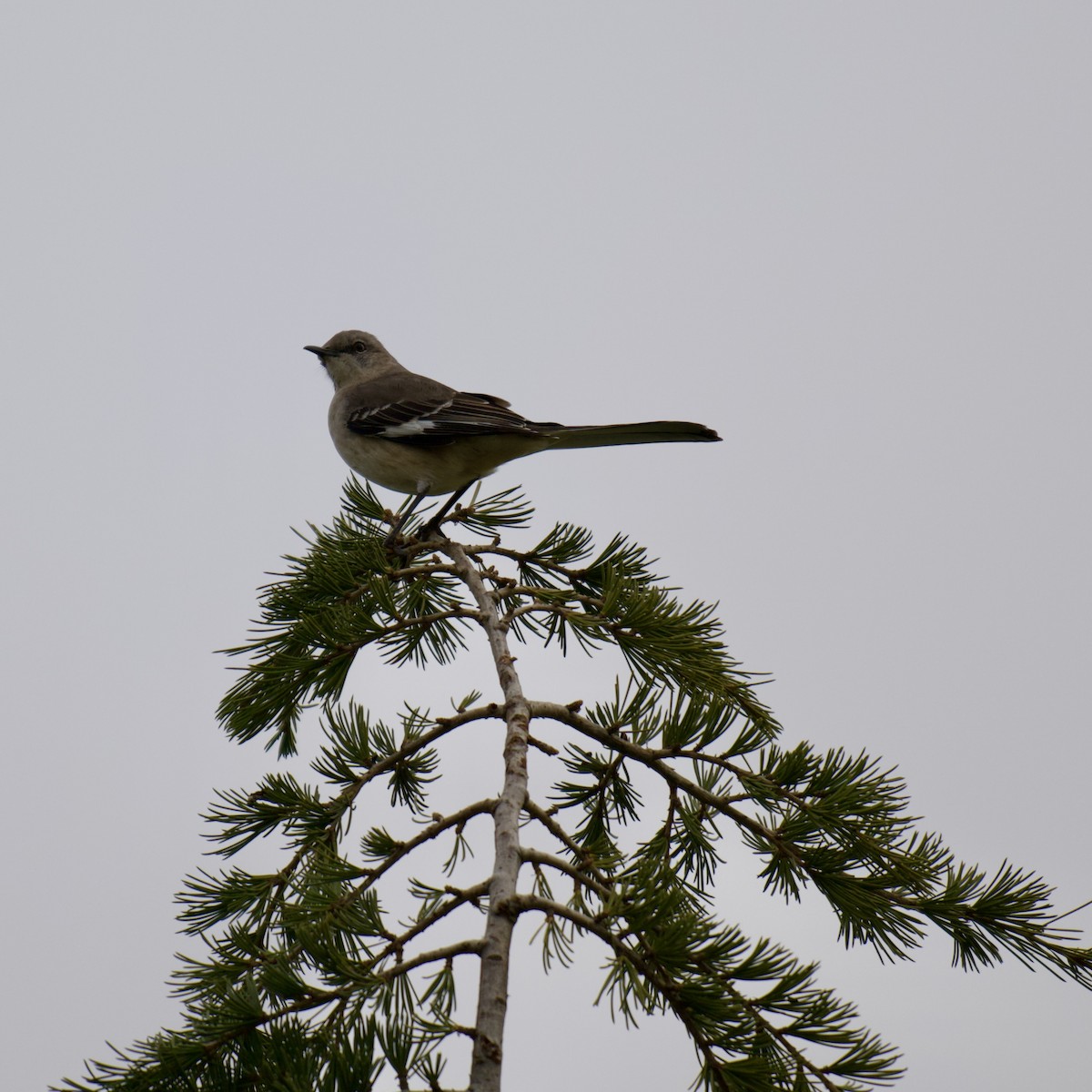 Пересмішник багатоголосий - ML646059558