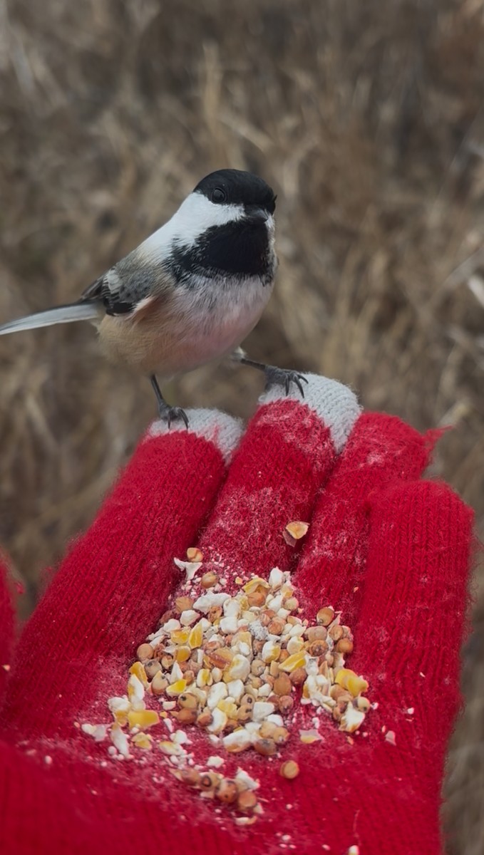 Гаїчка світлокрила - ML646059559