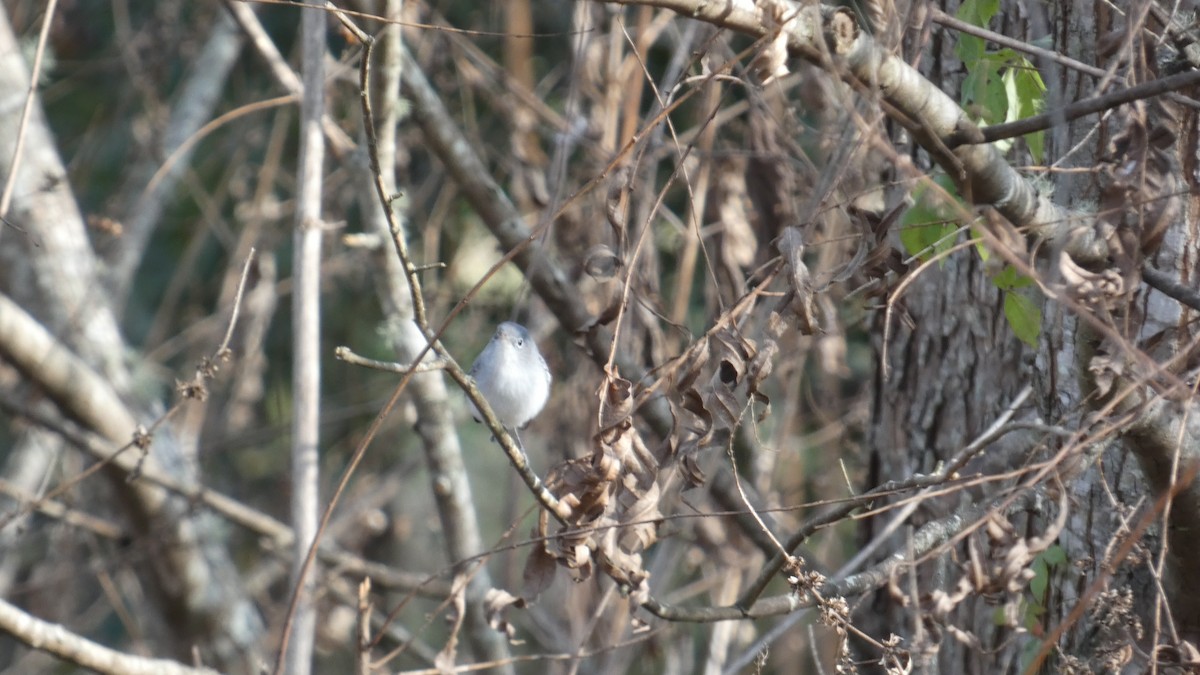 Комароловка сиза - ML646059562