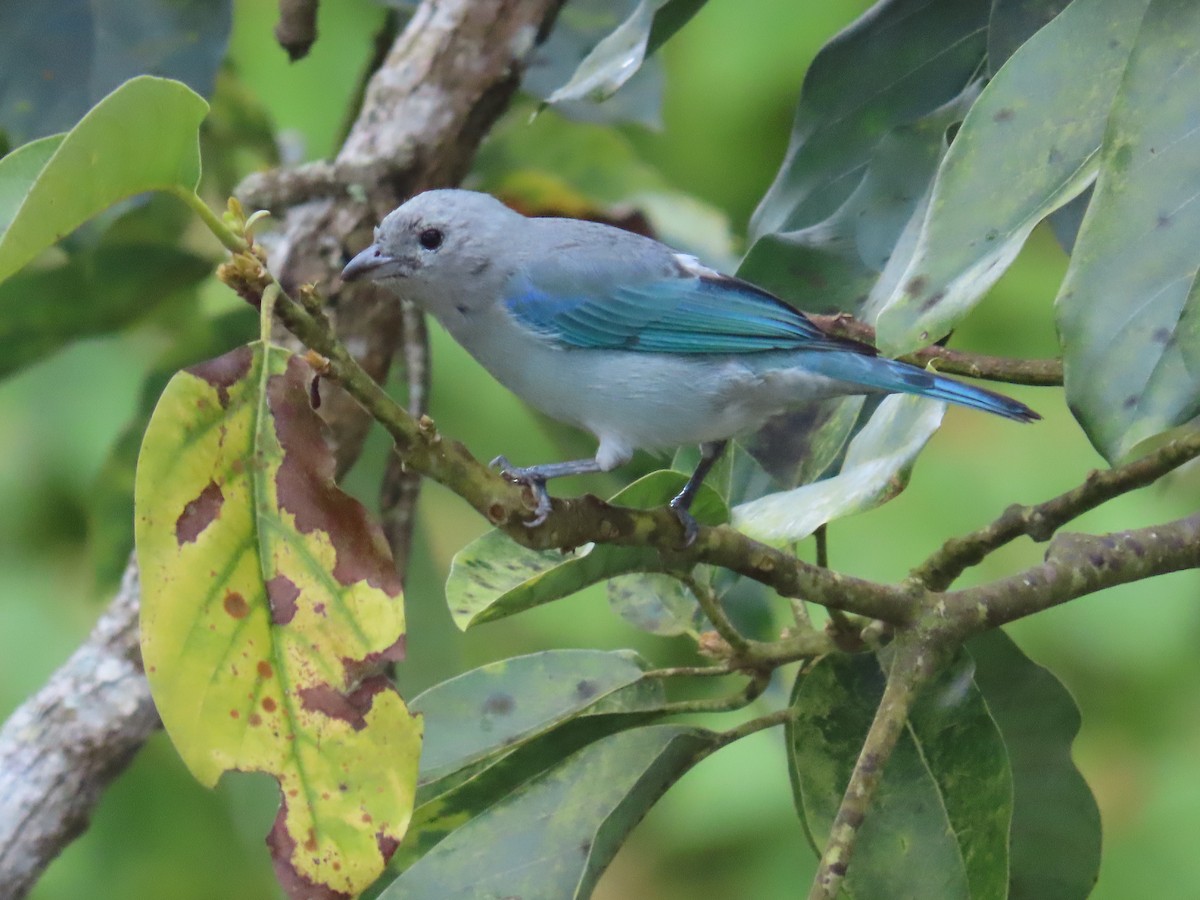 Blue-gray Tanager - ML646059563