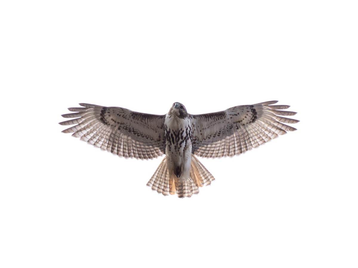 Канюк неоарктичний - ML646059564