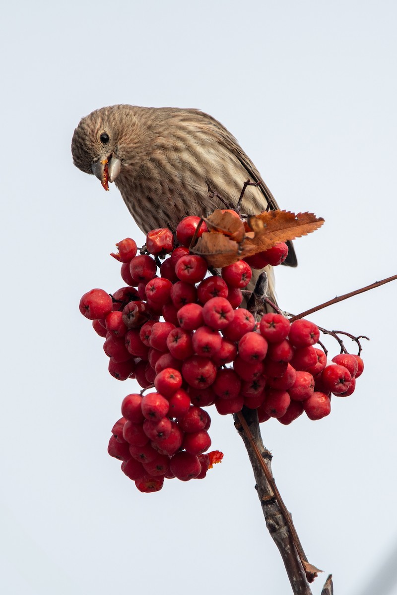 House Finch - ML646059566
