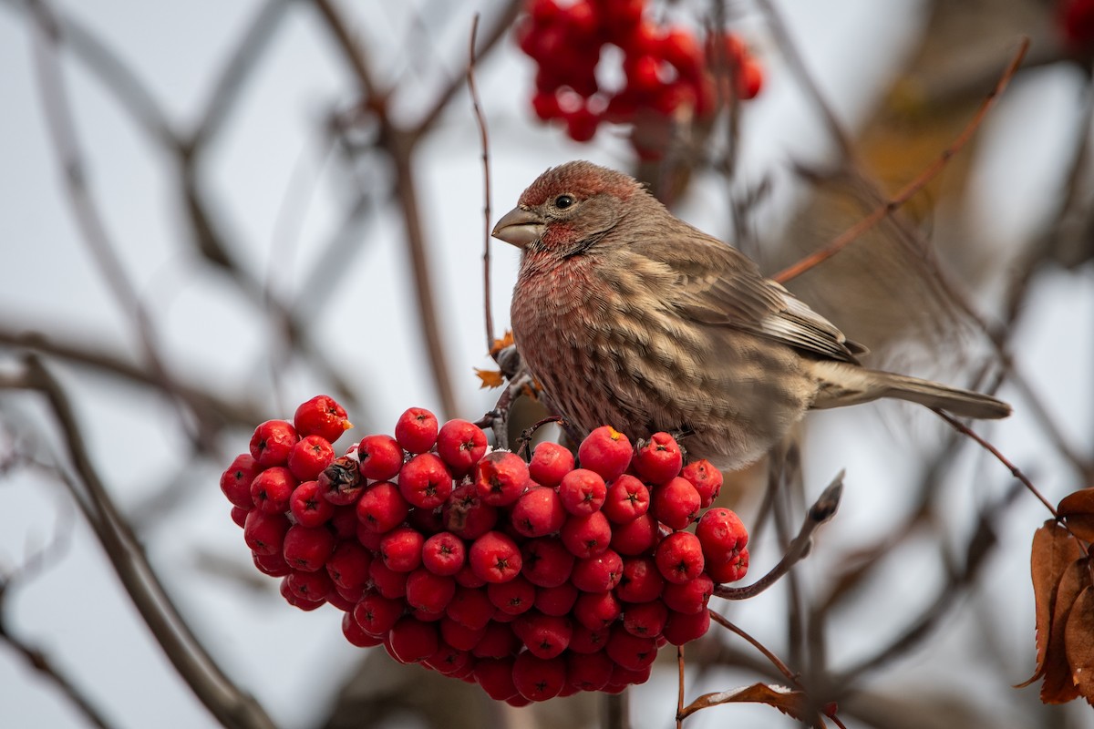 House Finch - ML646059567