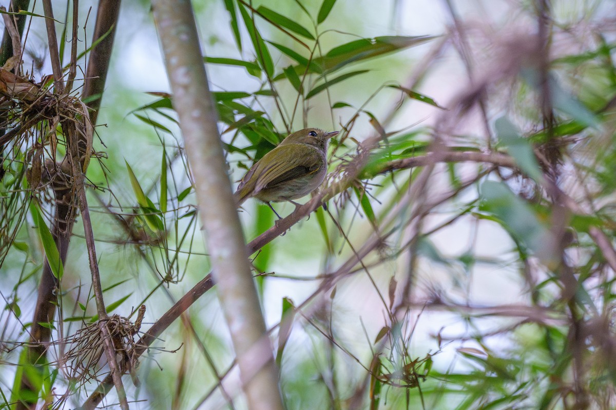 Todirostre à poitrine ombrée - ML646059569