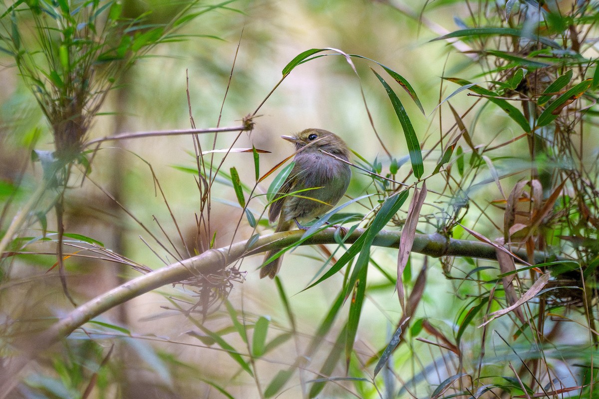 Todirostre à poitrine ombrée - ML646059570