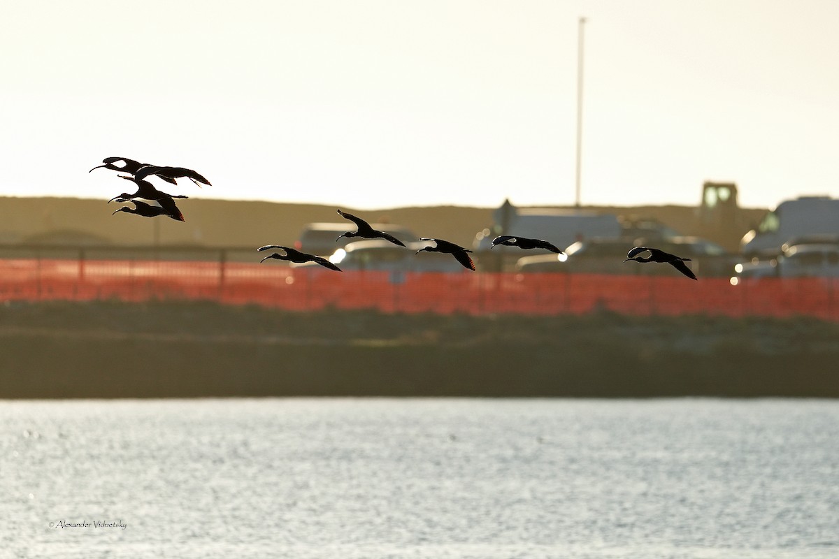 White-faced Ibis - ML646059571
