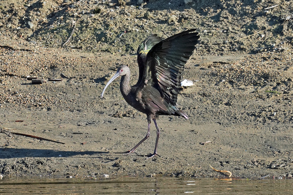 White-faced Ibis - ML646059572