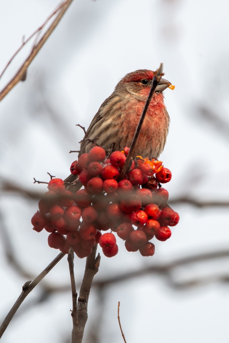 House Finch - ML646059575