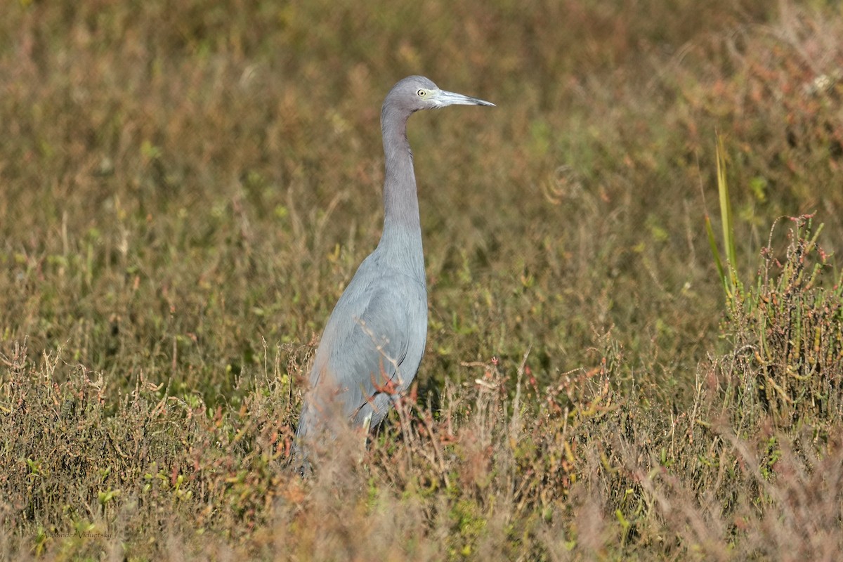 Little Blue Heron - ML646059582