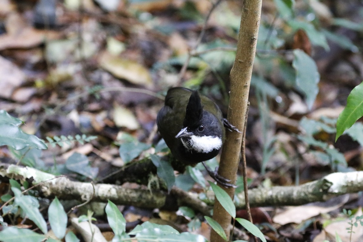 Eastern Whipbird - ML646059605