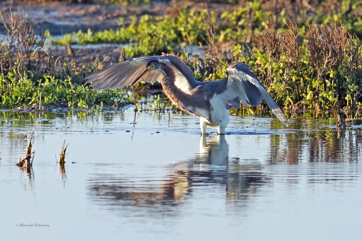 Tricolored Heron - ML646059606