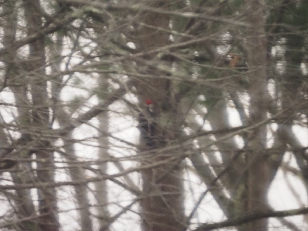 Pileated Woodpecker - ML646059611