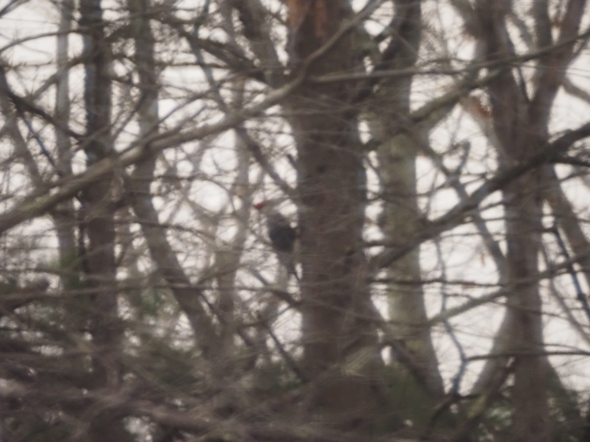 Pileated Woodpecker - ML646059612