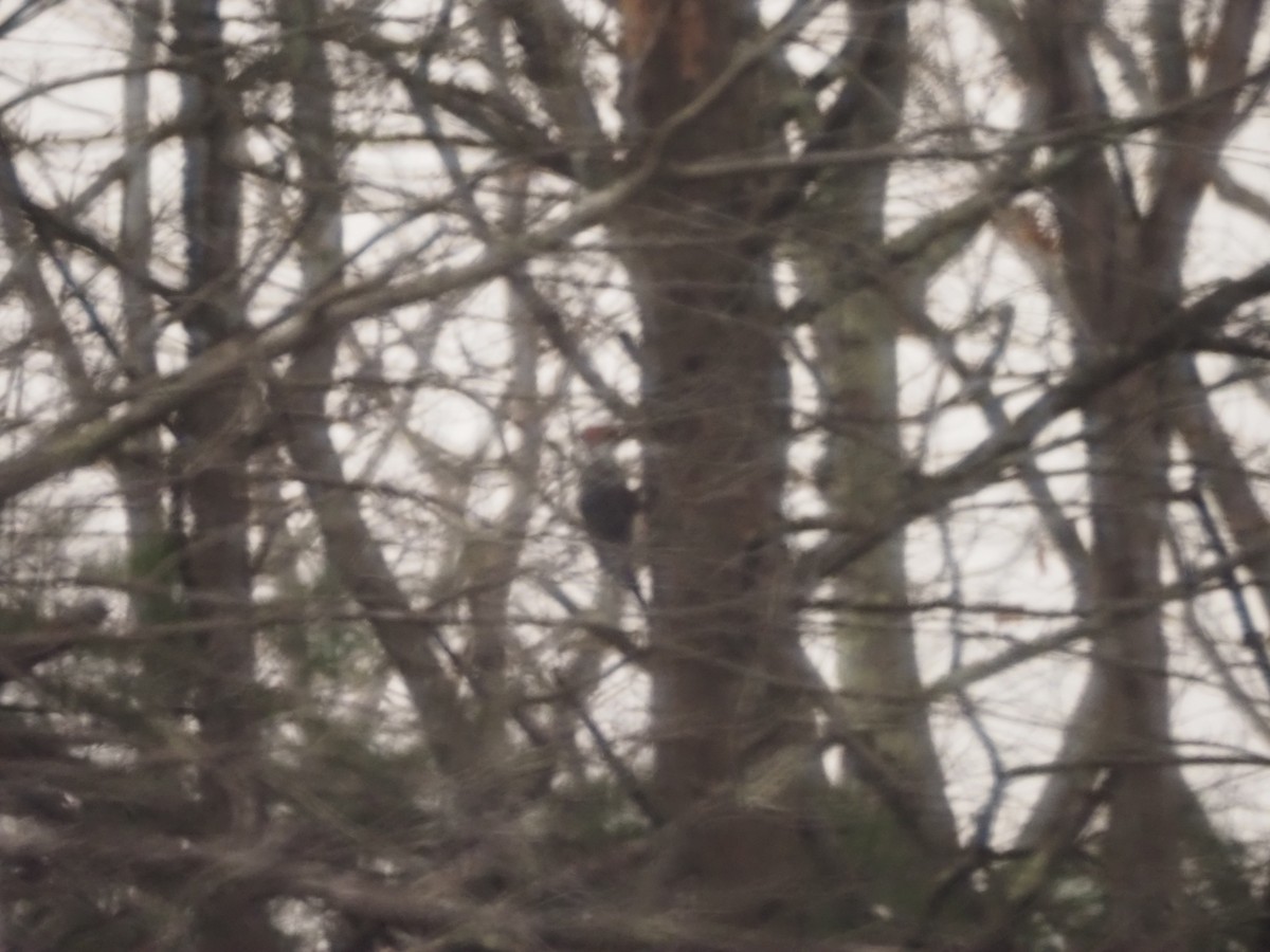 Pileated Woodpecker - ML646059613