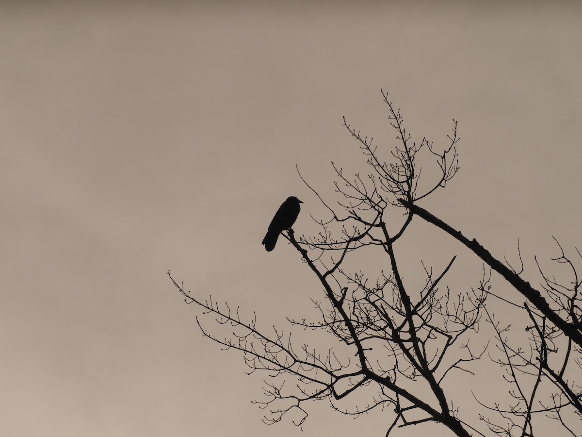 American Crow - ML646059616