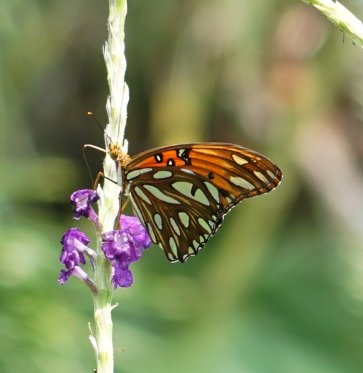 Gulf Fritillary - ML646059624