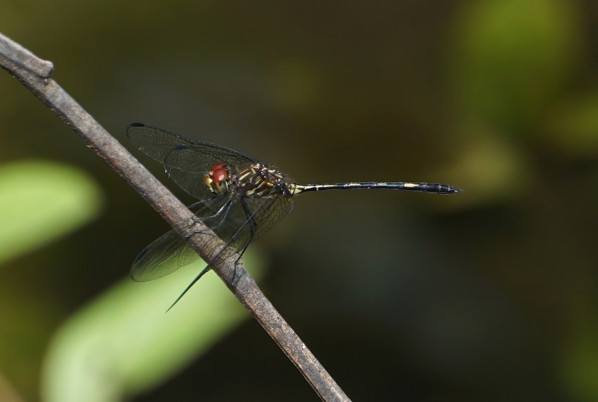 Brown Setwing - ML646059625