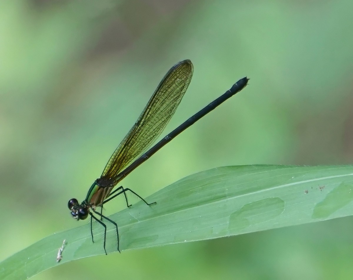 Smoky Rubyspot - ML646059626