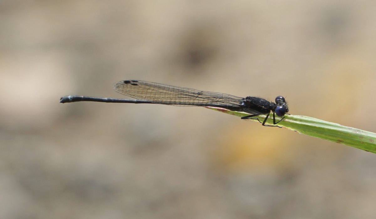 Dusky Dancer - ML646059627