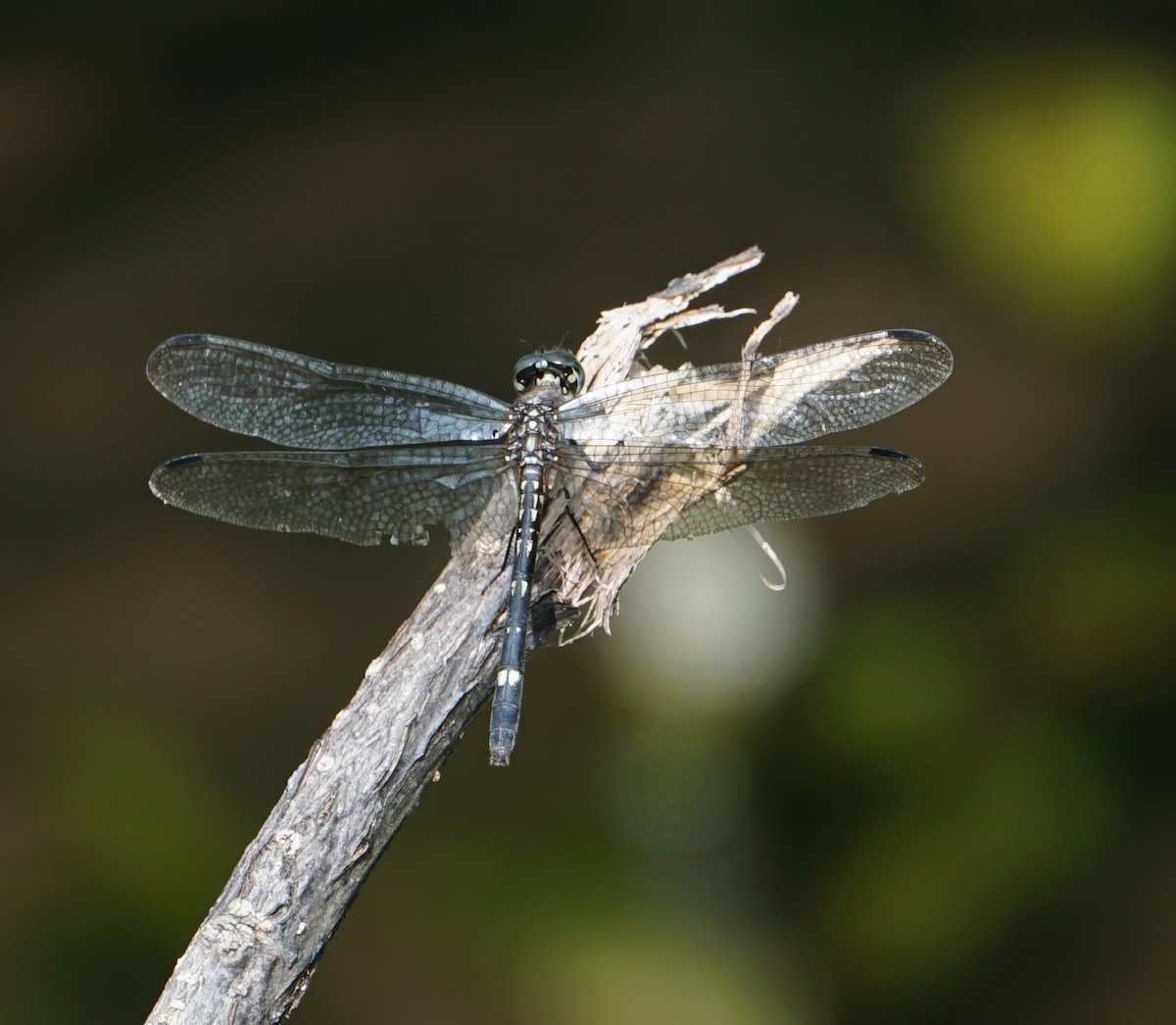 Blue-eyed Setwing - ML646059628