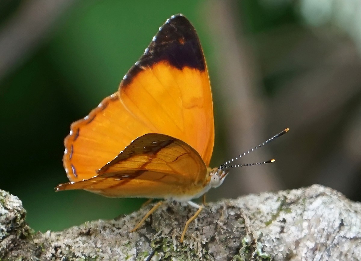 Orange Banner - ML646059629