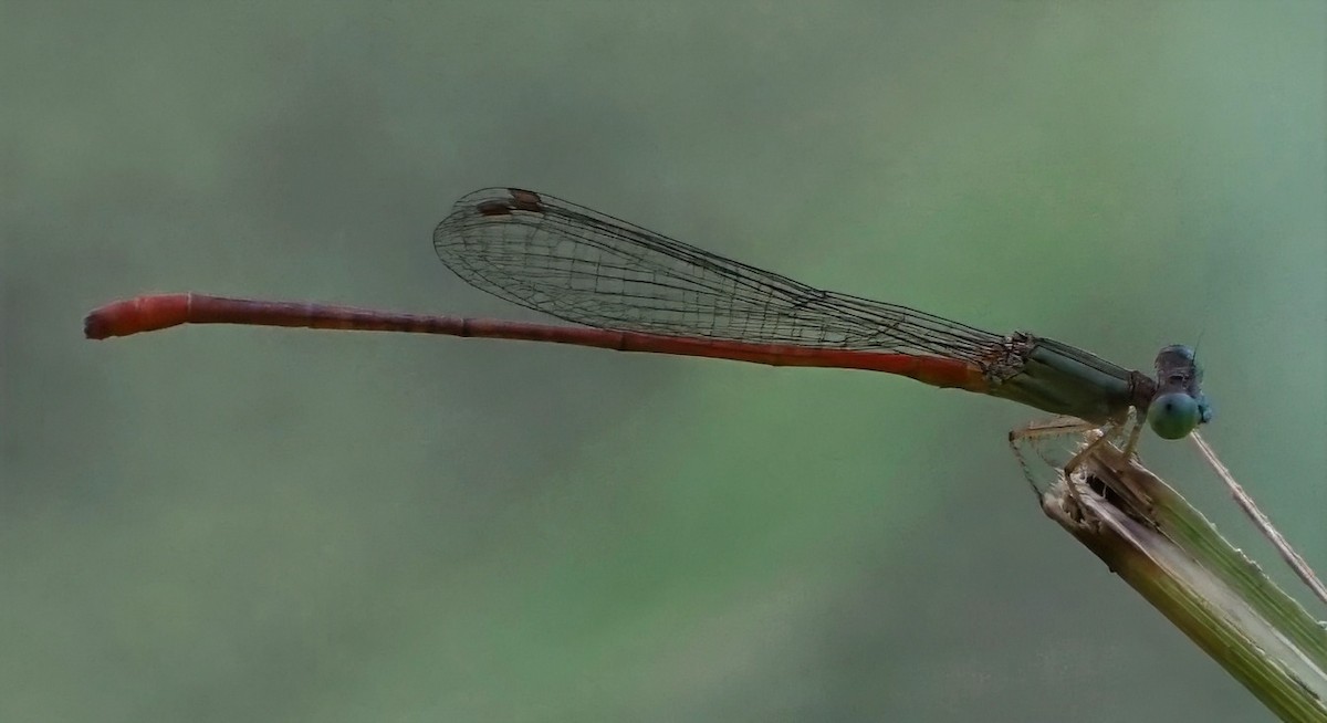 Green-eyed Firetail - ML646059630