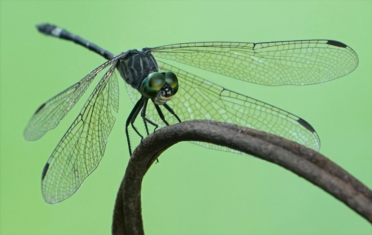 Three-striped Dasher - ML646059631