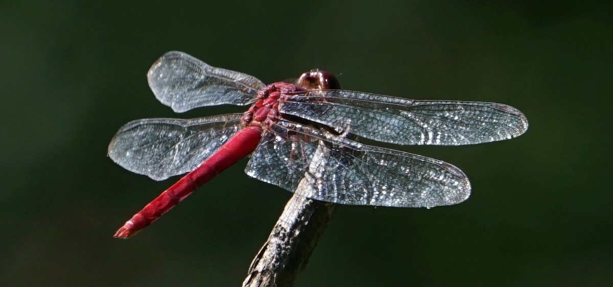 Red-tailed Skimmer - ML646059632