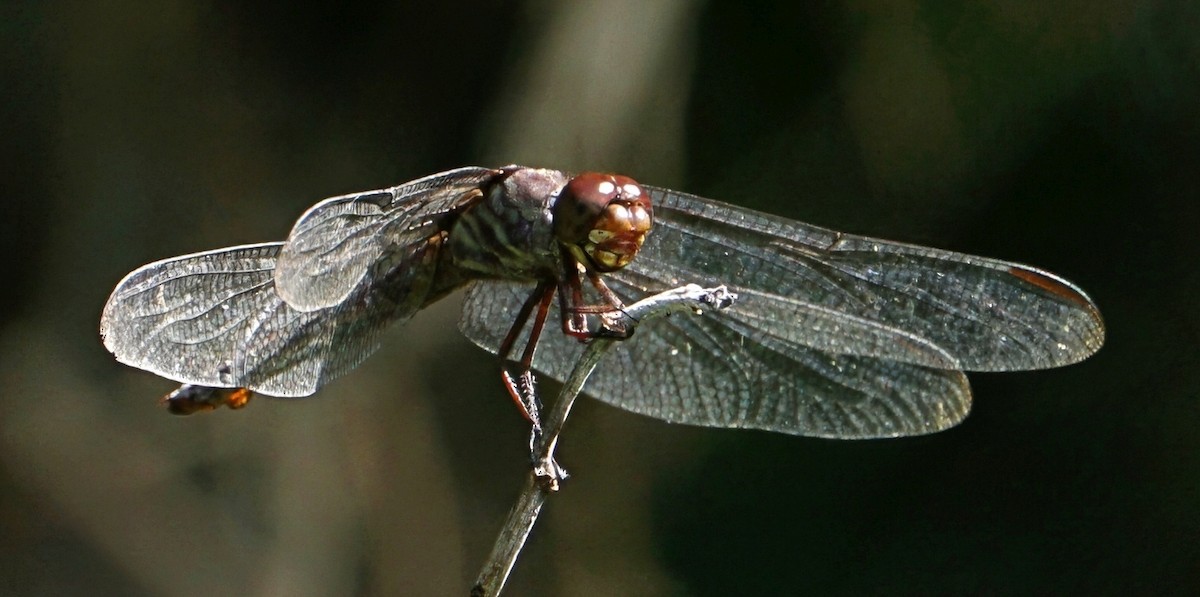 Red-tailed Skimmer - ML646059633