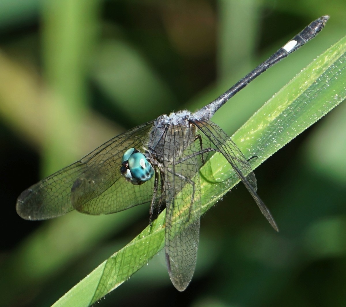 Dusky Dasher - ML646059634