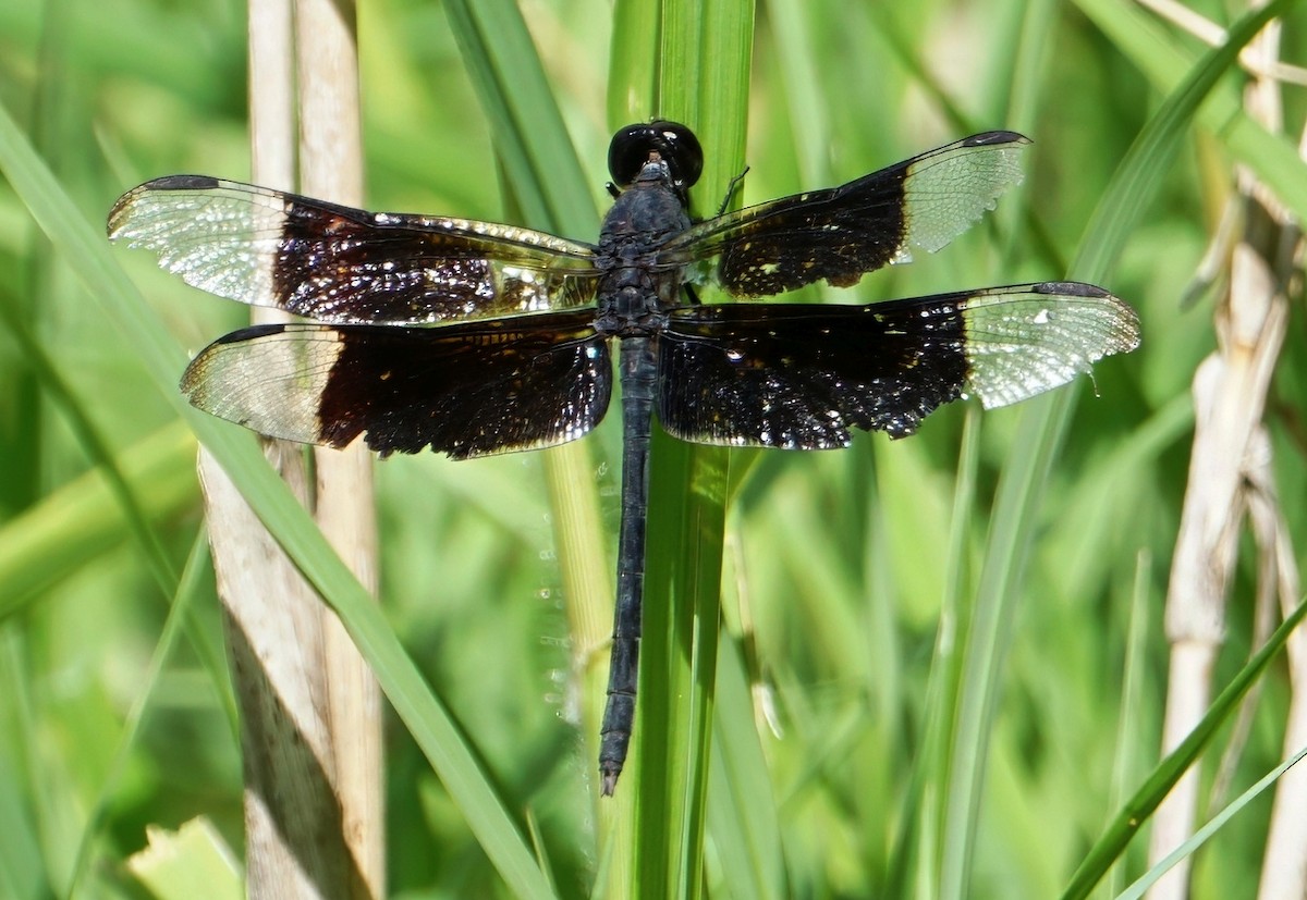 Black-winged Dragonlet - ML646059635