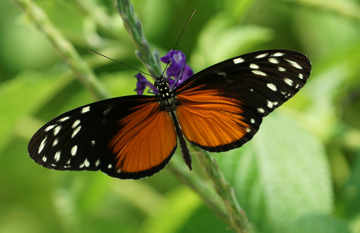 Tiger Longwing - ML646059636