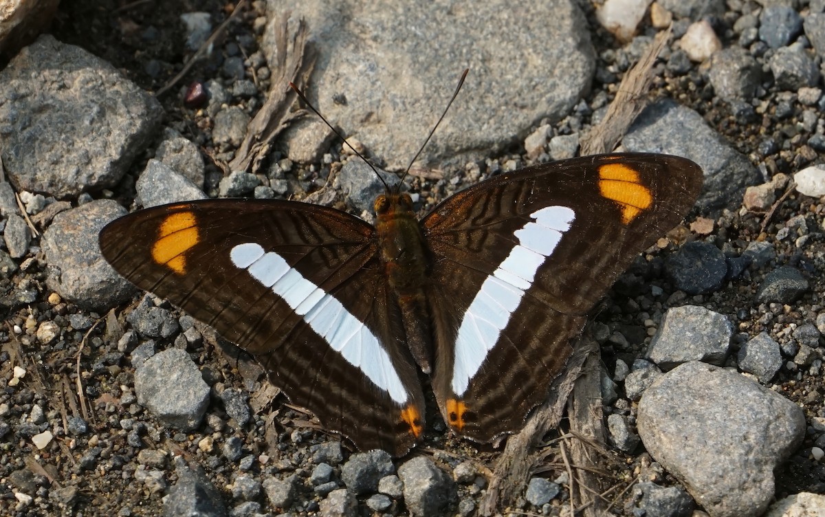 Iphicleola Sister - ML646059637