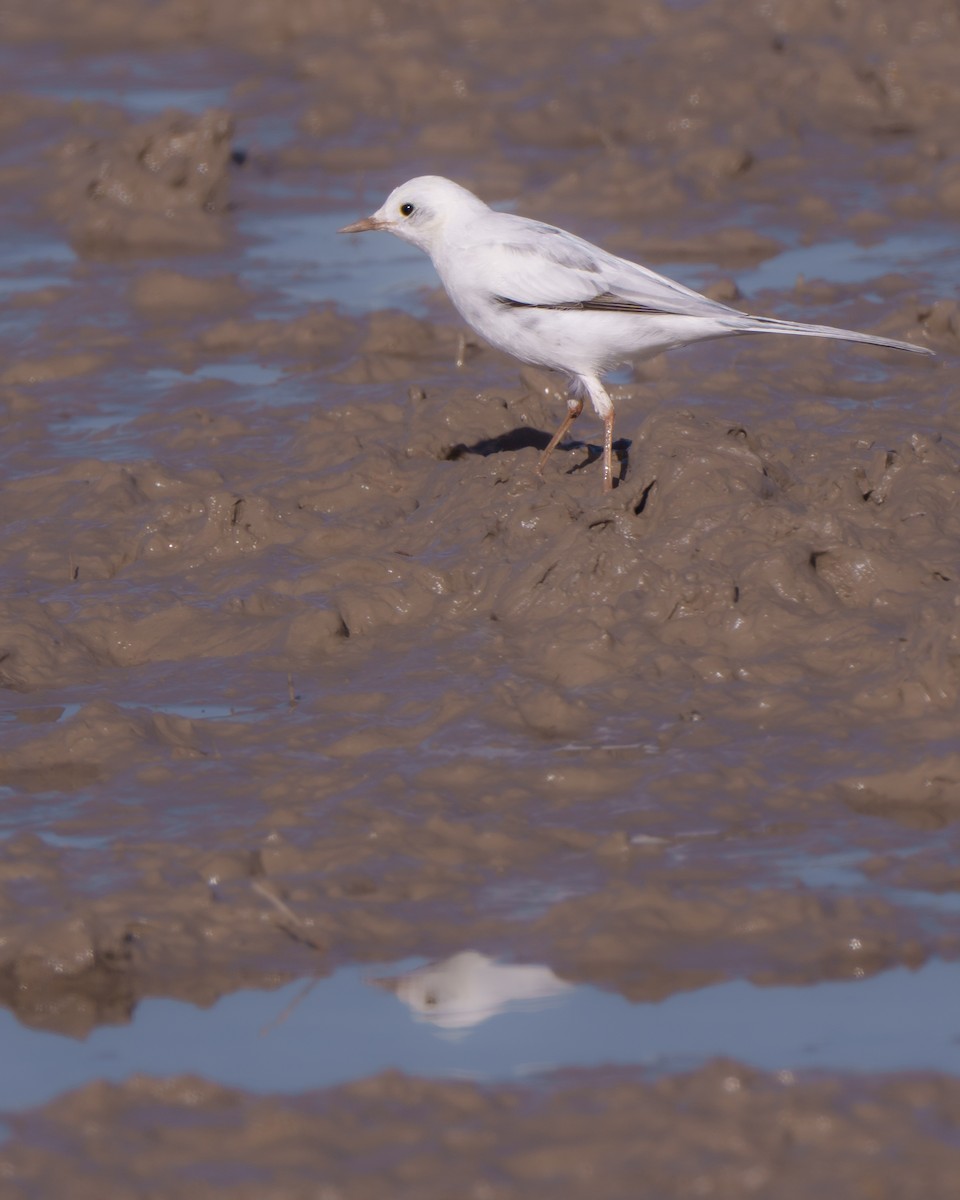 Ballerina bianca - ML646059638