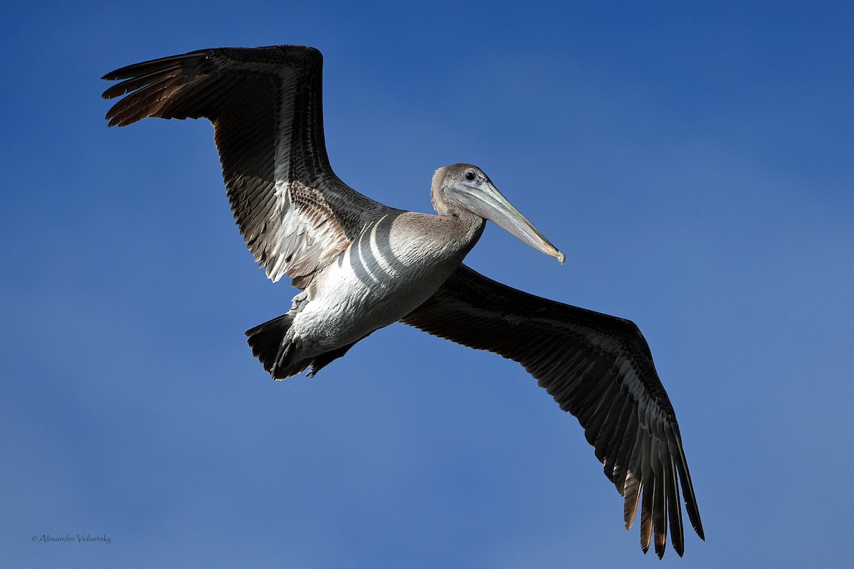 Brown Pelican - ML646059655
