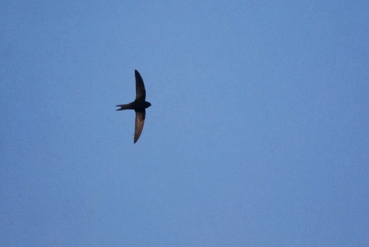 Серпокрилець чорний - ML646059658