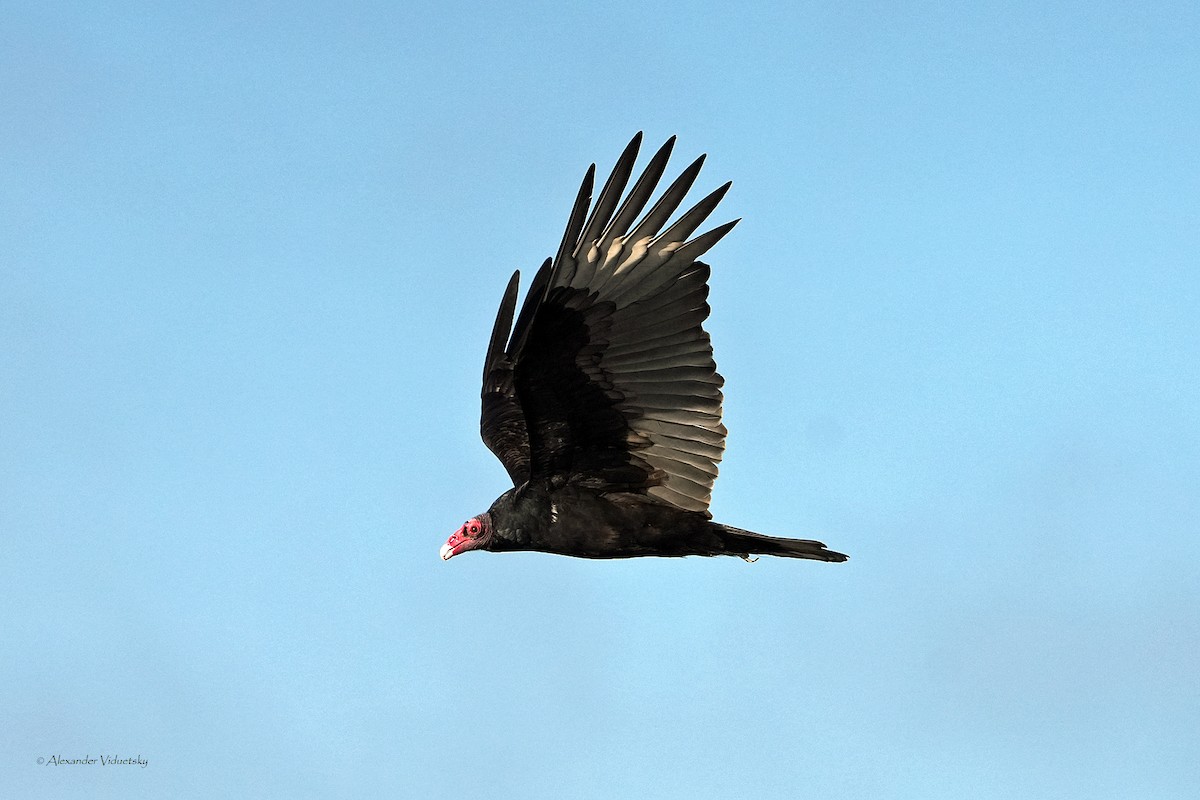 Turkey Vulture - ML646059660