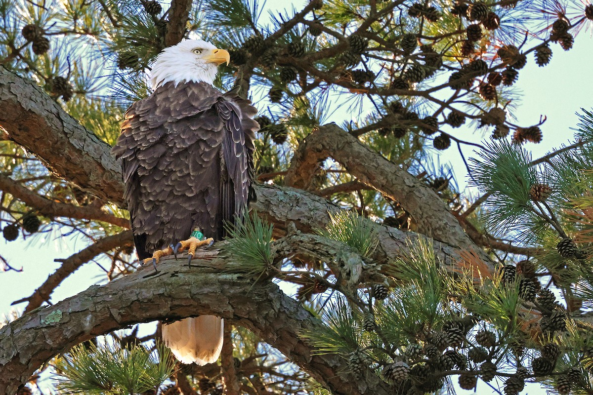 Bald Eagle - ML646059663