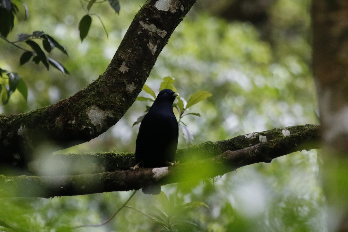 Satin Bowerbird - ML646059674