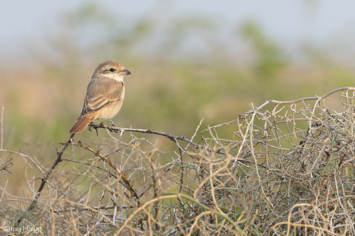 isabellavarsler - ML646059678