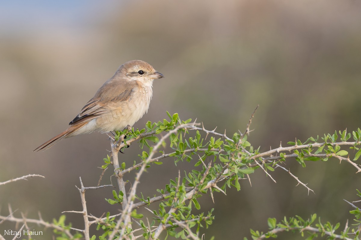 isabellavarsler - ML646059679