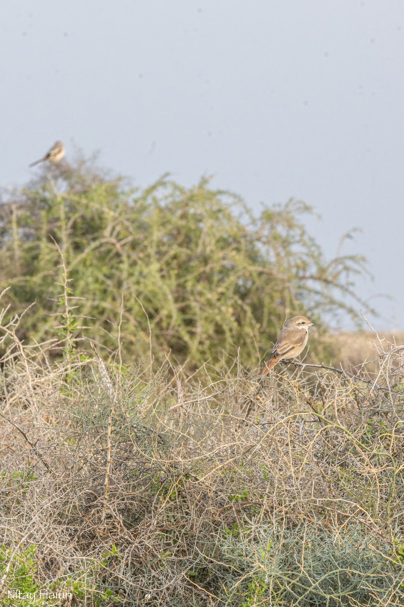 isabellavarsler - ML646059680