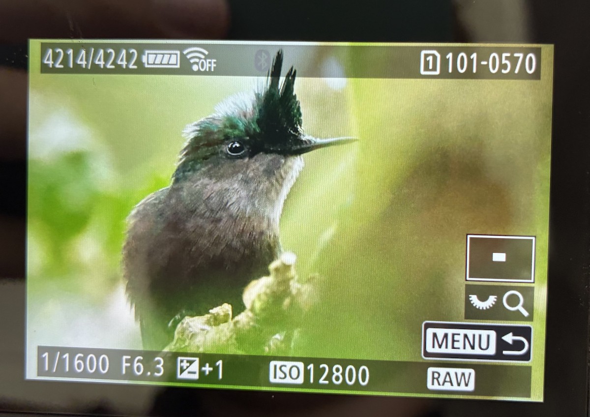 Antillean Crested Hummingbird - ML646059681