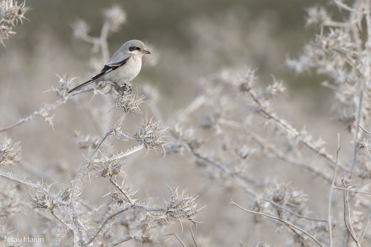 Great Gray Shrike (Steppe) - ML646059684