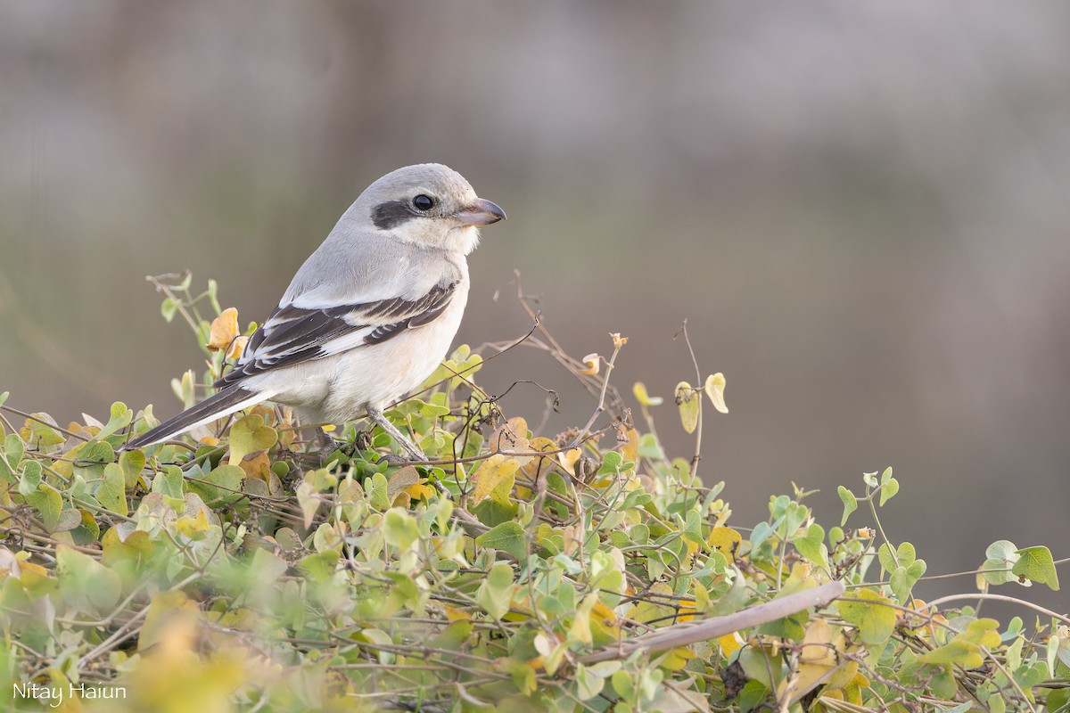 Great Gray Shrike (Steppe) - ML646059685