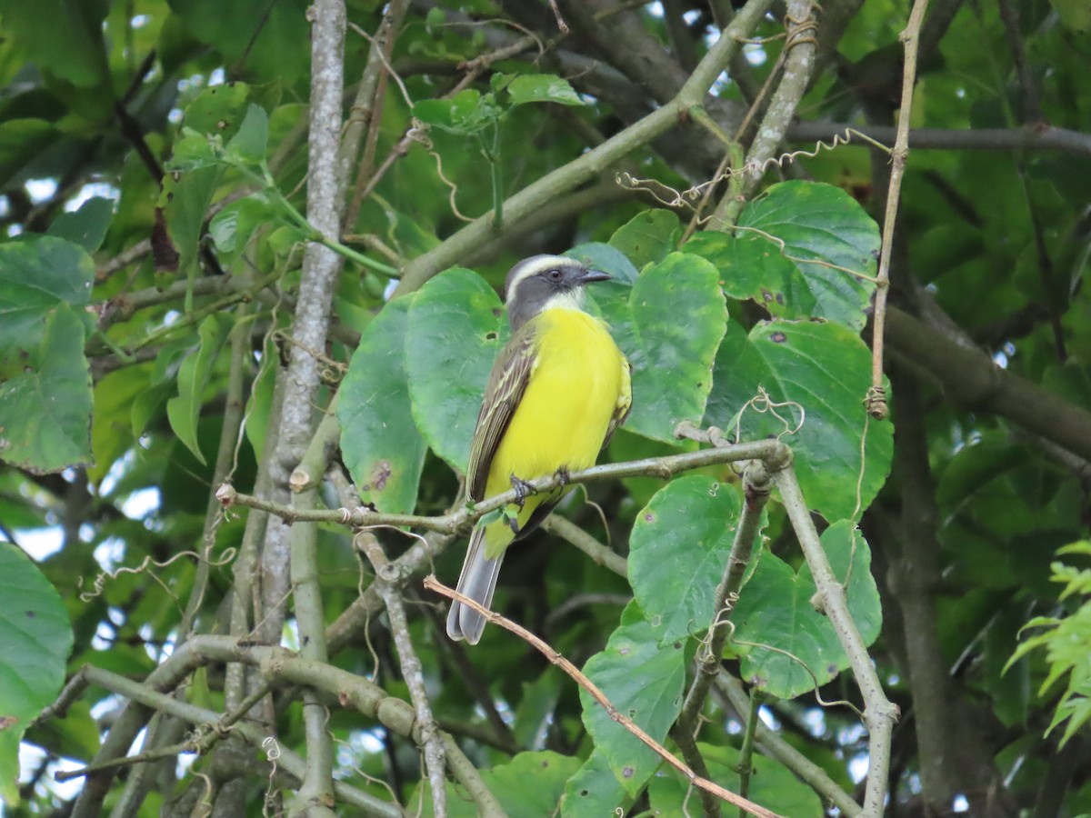 Красношапочный бентеви - ML646059686